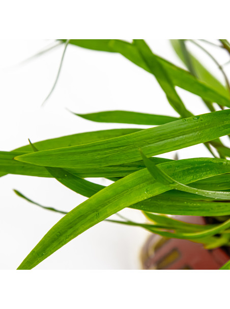 Cryptocoryne spiralis 'Red' en maceta