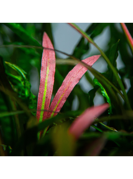 Cryptocoryne spiralis 'Red' en maceta 2