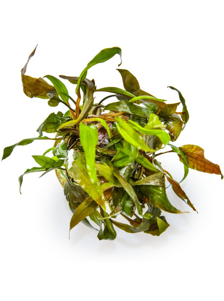 Cryptocoryne undulata 'Broad Leaf' 1-2-Grow!