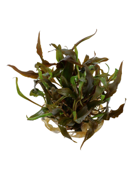 Cryptocoryne undulata 'Broad Leaf' 1-2-Grow!
