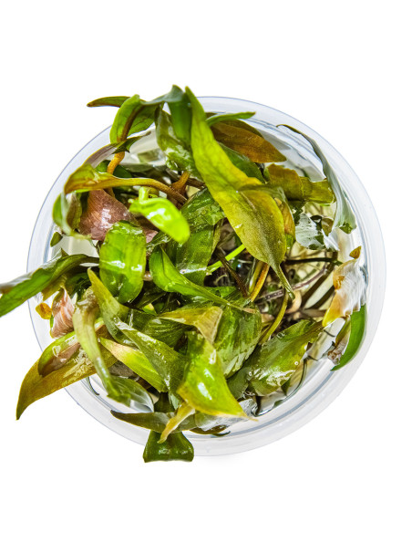 Cryptocoryne undulata 'Broad Leaf' 1-2-Grow!