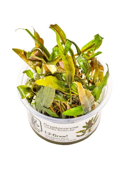 Cryptocoryne undulata 'Broad Leaf' 1-2-Grow!
