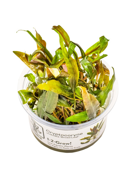 Cryptocoryne undulata 'Broad Leaf' 1-2-Grow!