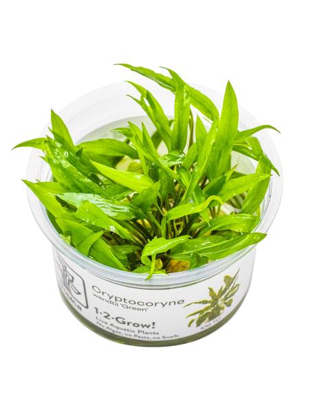 Cryptocoryne wendtii 'Green' 1-2Grow!