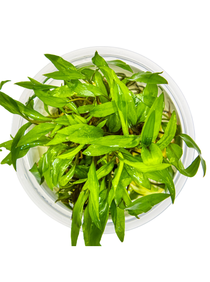 Cryptocoryne wendtii 'Green' 1-2Grow! 2