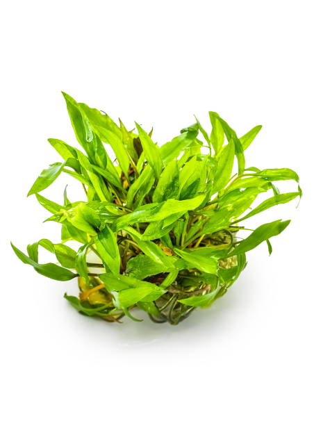 Cryptocoryne wendtii 'Green' 1-2Grow!