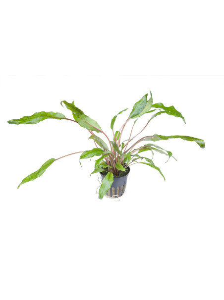 Cryptocoryne wendtii 'Green' en maceta