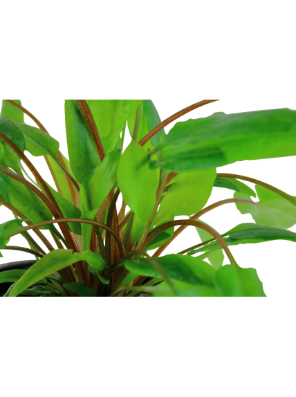 Cryptocoryne wendtii 'Green' en maceta 2