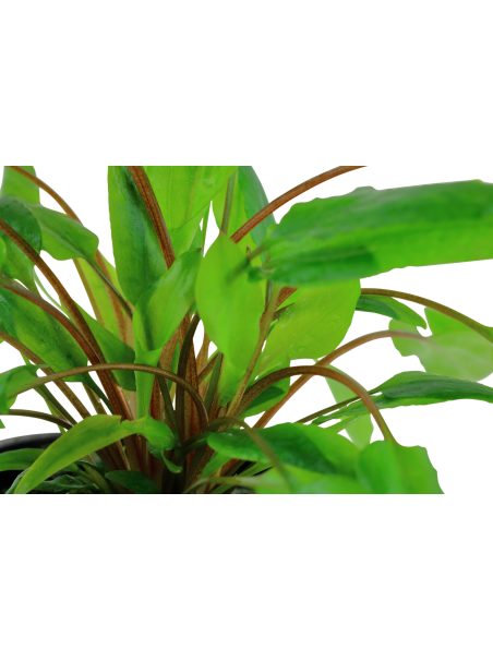 Cryptocoryne wendtii 'Green' en maceta