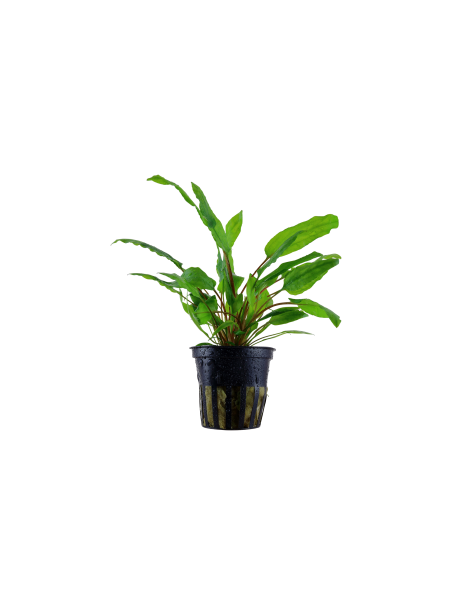 Cryptocoryne wendtii 'Green' en maceta