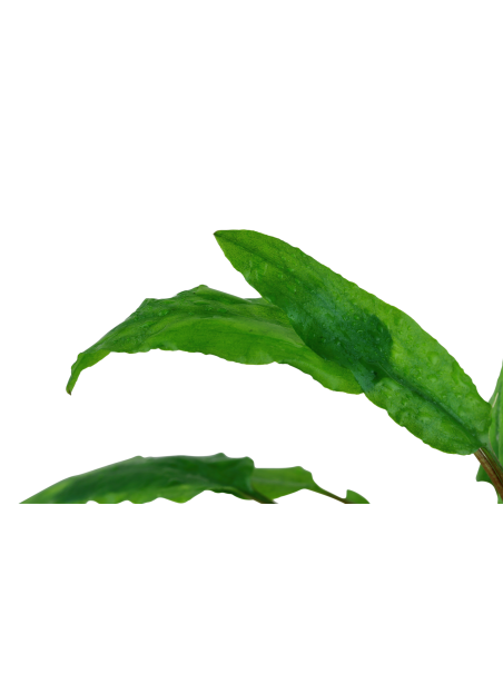 Cryptocoryne wendtii 'Green' en maceta