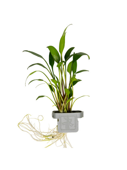 Cryptocoryne x willisii en CLIP