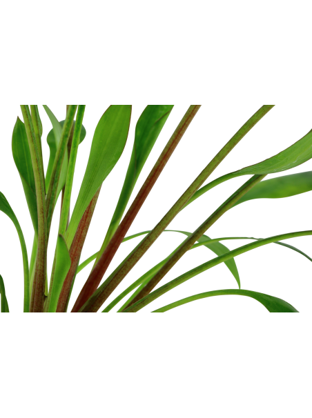 Cryptocoryne x willisii en CLIP