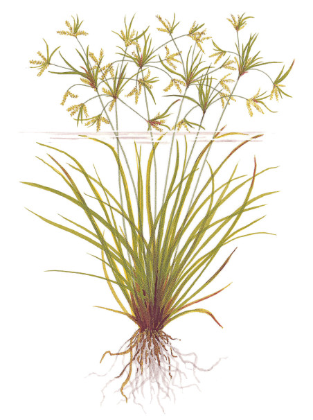 Cyperus helferi en CLIP
