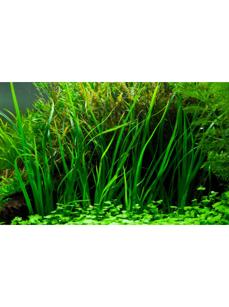 Cyperus helferi en CLIP