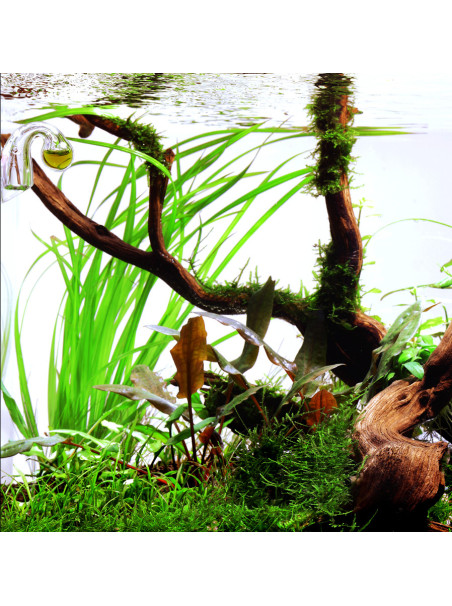 Cyperus helferi en CLIP