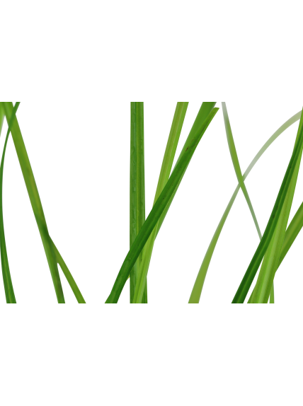 Cyperus helferi en CLIP 2