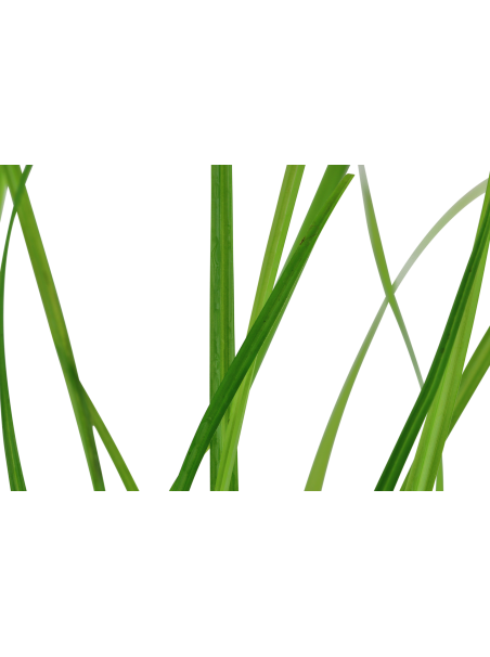 Cyperus helferi en CLIP