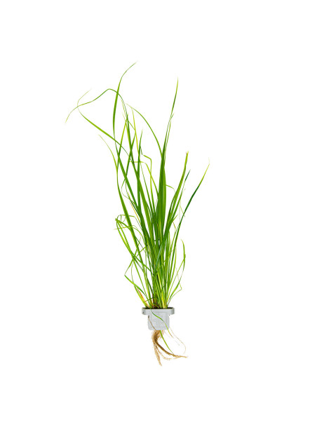 Cyperus helferi en CLIP