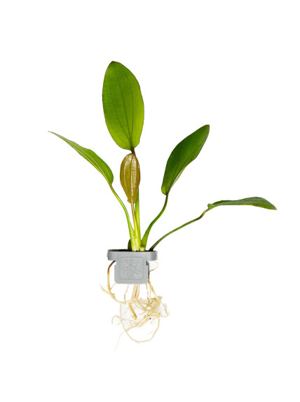 Echinodorus 'Barthii' en CLIP