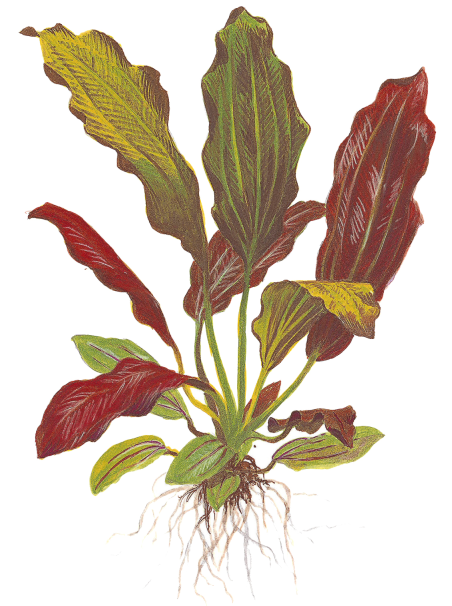 Echinodorus 'Barthii' en CLIP