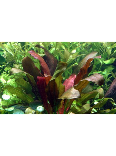 Echinodorus 'Barthii' en CLIP