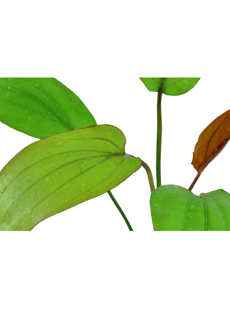 Echinodorus 'Barthii' en CLIP