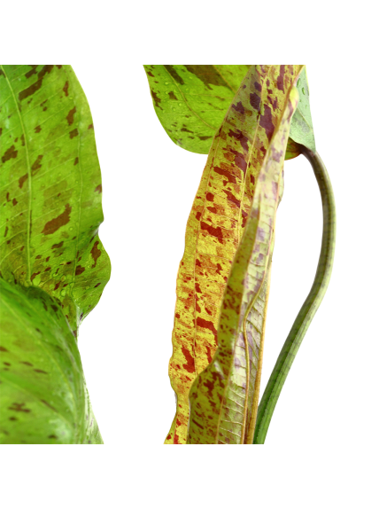 Echinodorus 'Ozelot Green' en maceta 2