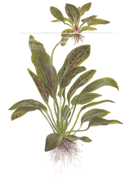 Echinodorus 'Ozelot Green' en maceta