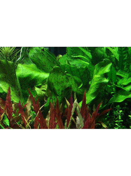 Echinodorus 'Ozelot Green' en maceta