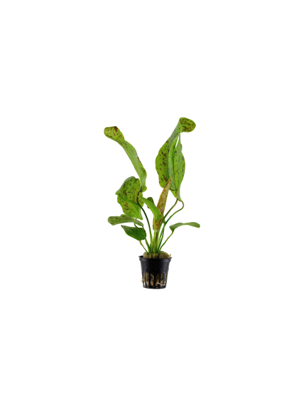 Echinodorus 'Ozelot Green' en maceta
