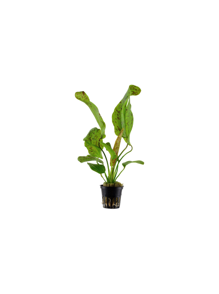 Echinodorus 'Ozelot Green' en maceta