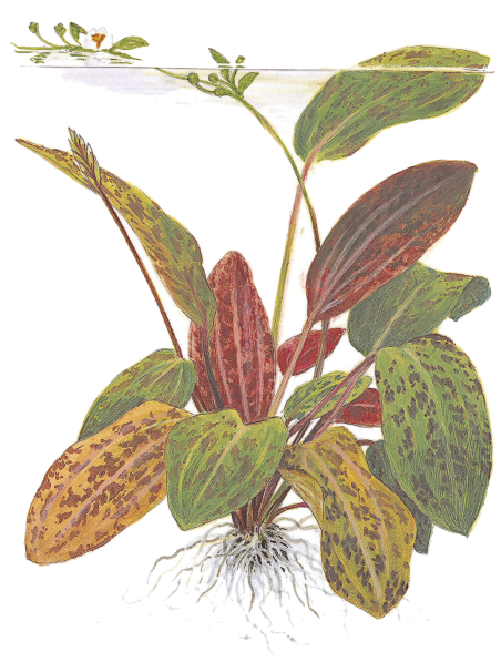 Echinodorus 'Ozelot' en maceta