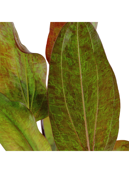 Echinodorus 'Ozelot' en maceta