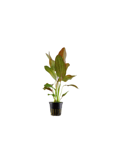 Echinodorus 'Ozelot' en maceta