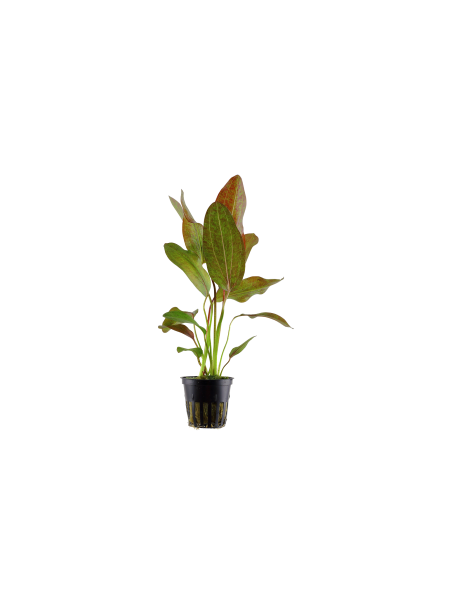 Echinodorus 'Ozelot' en maceta
