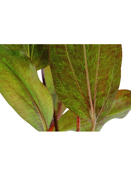 Echinodorus 'Ozelot' en maceta