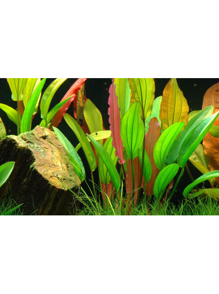 Echinodorus 'Red Diamond' en maceta