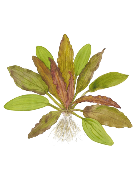 Echinodorus 'Red Diamond' en maceta