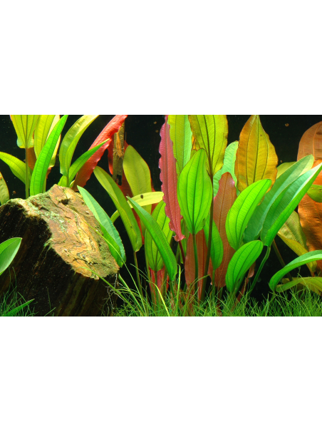 Echinodorus 'Red Diamond' en maceta