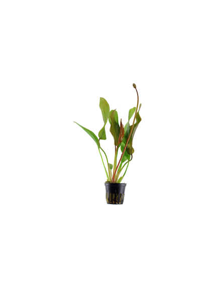 Echinodorus 'Red Diamond' en maceta