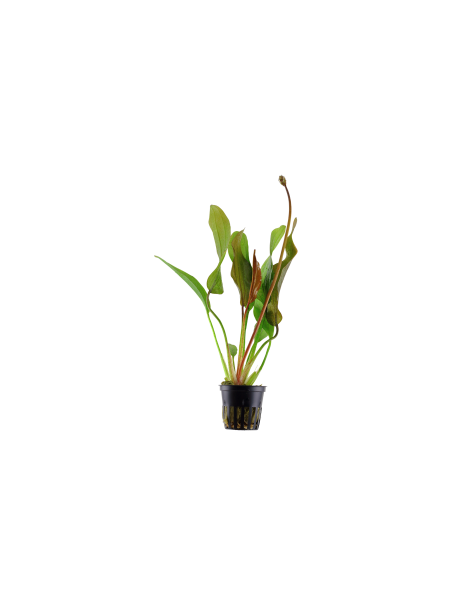 Echinodorus 'Red Diamond' en maceta