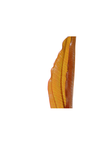 Echinodorus 'Red Diamond' en maceta 2