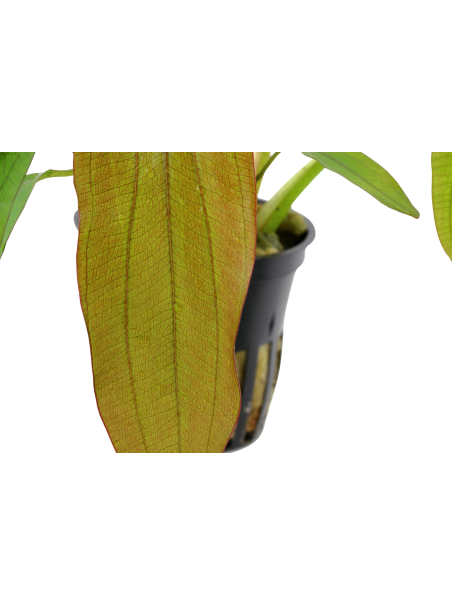 Echinodorus 'Red Diamond' en maceta