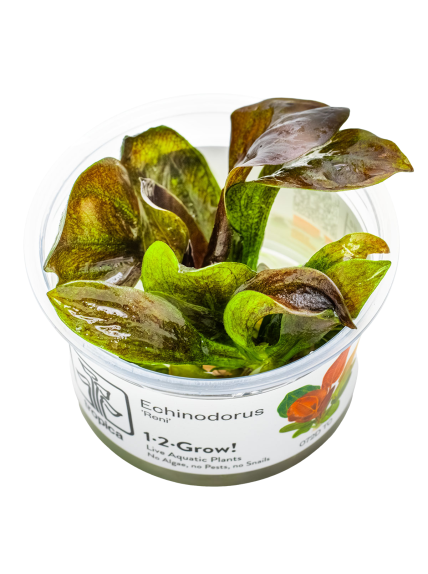 Echinodorus 'Reni' 1-2Grow!