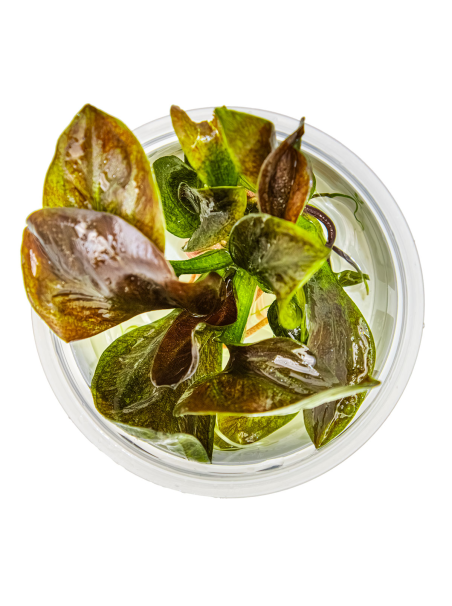 Echinodorus 'Reni' 1-2Grow!