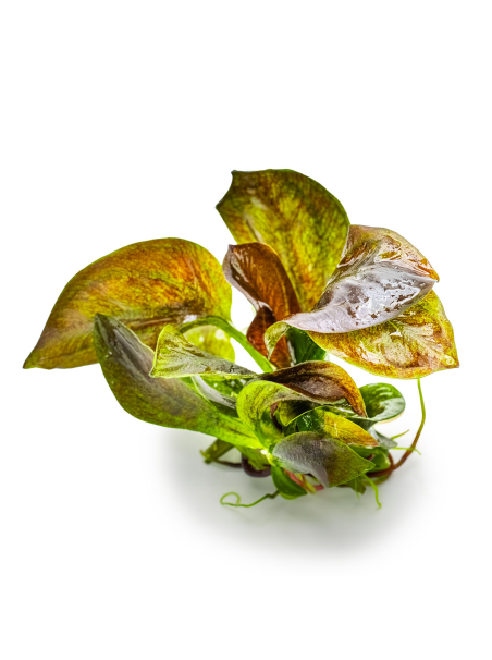 Echinodorus 'Reni' 1-2Grow!