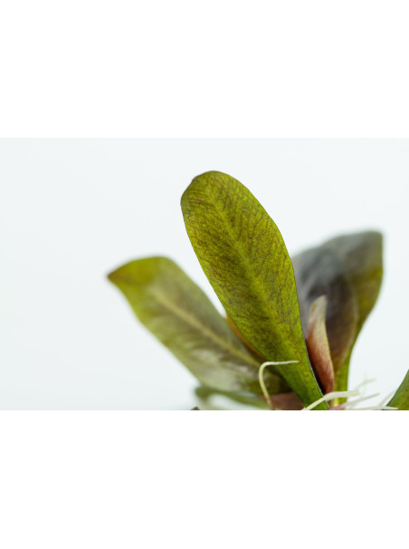 Echinodorus 'Reni' 1-2Grow!