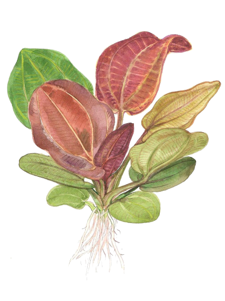 Echinodorus 'Reni' en maceta