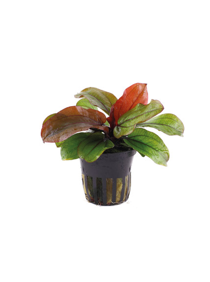 Echinodorus 'Reni' en maceta